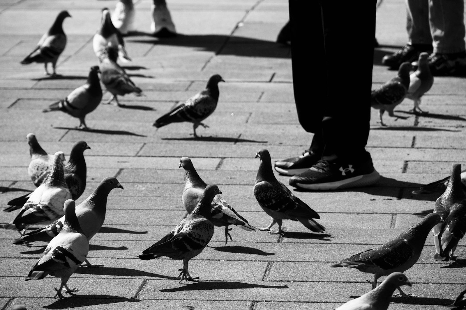 Pigeons surround a person's legs on a brick ground.