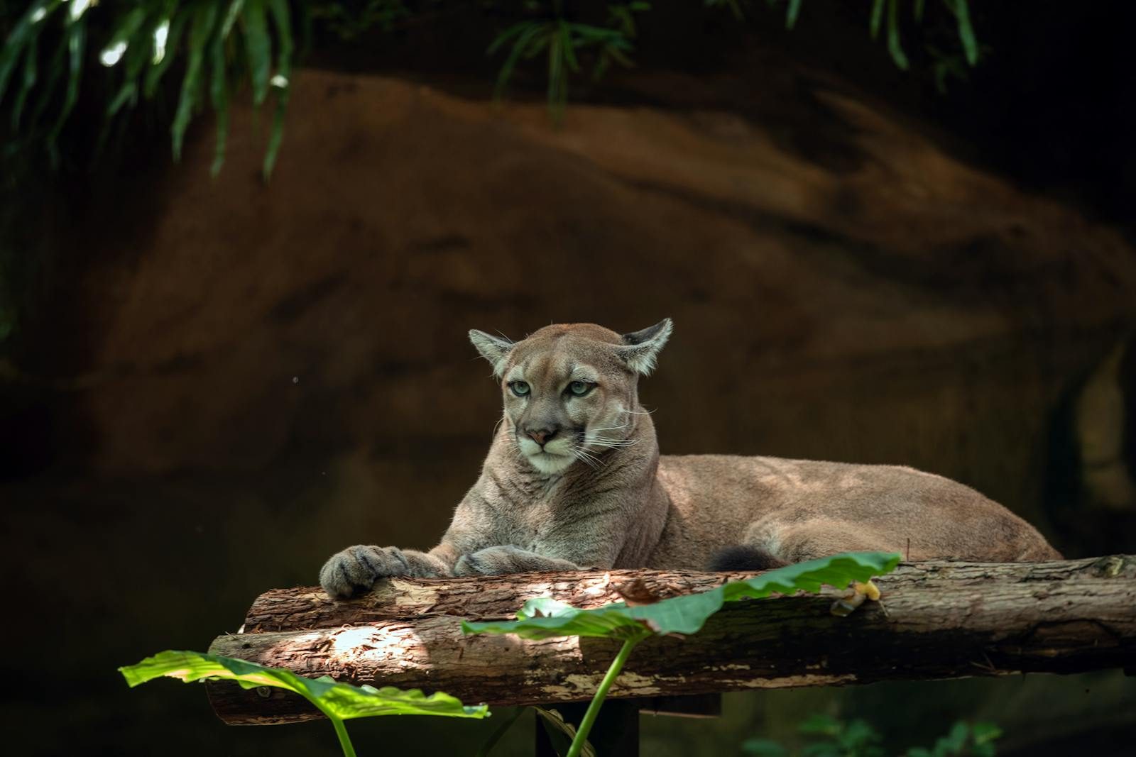 A majestic mountain lion (Puma concolor) resting on a log surrounded by greenery.