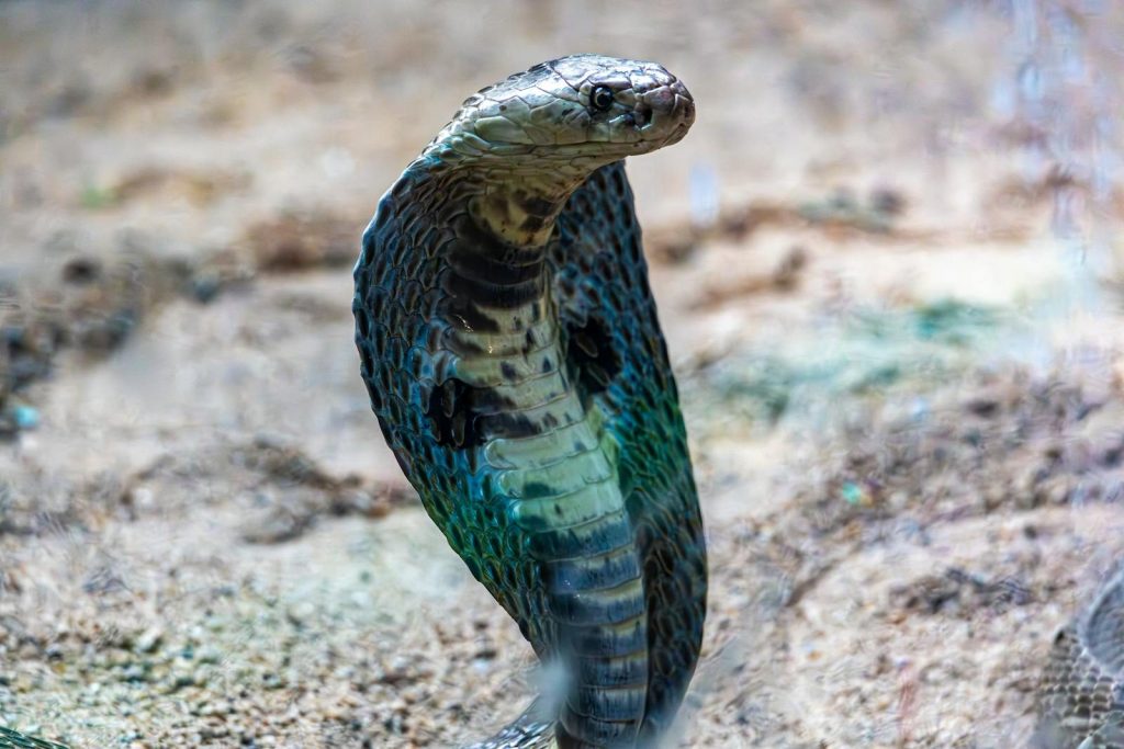 Dramatic shot of a monocled cobra poised in its natural habitat displaying its hood.