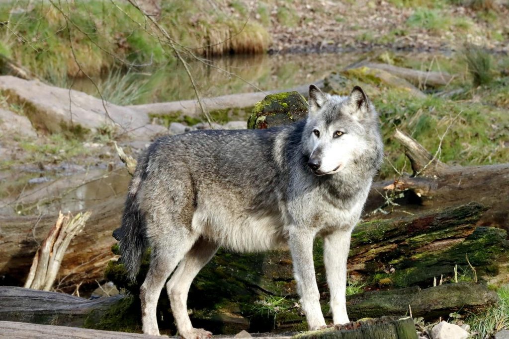 A gray wolf stands in a forest environment, showcasing its natural beauty.