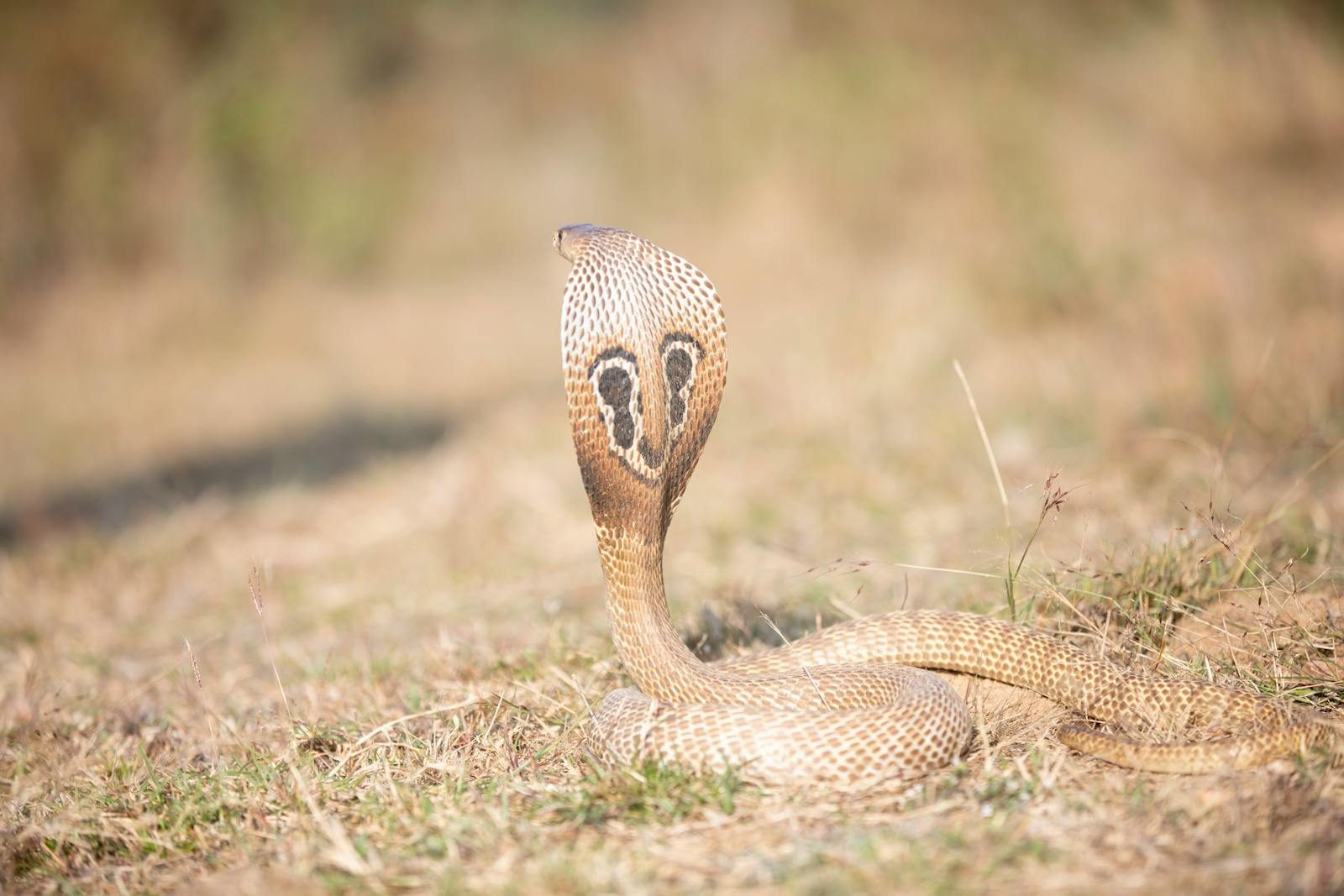 A striking cobra with raised hood in its natural outdoor setting, highlighting its intricate scales and patterns.
