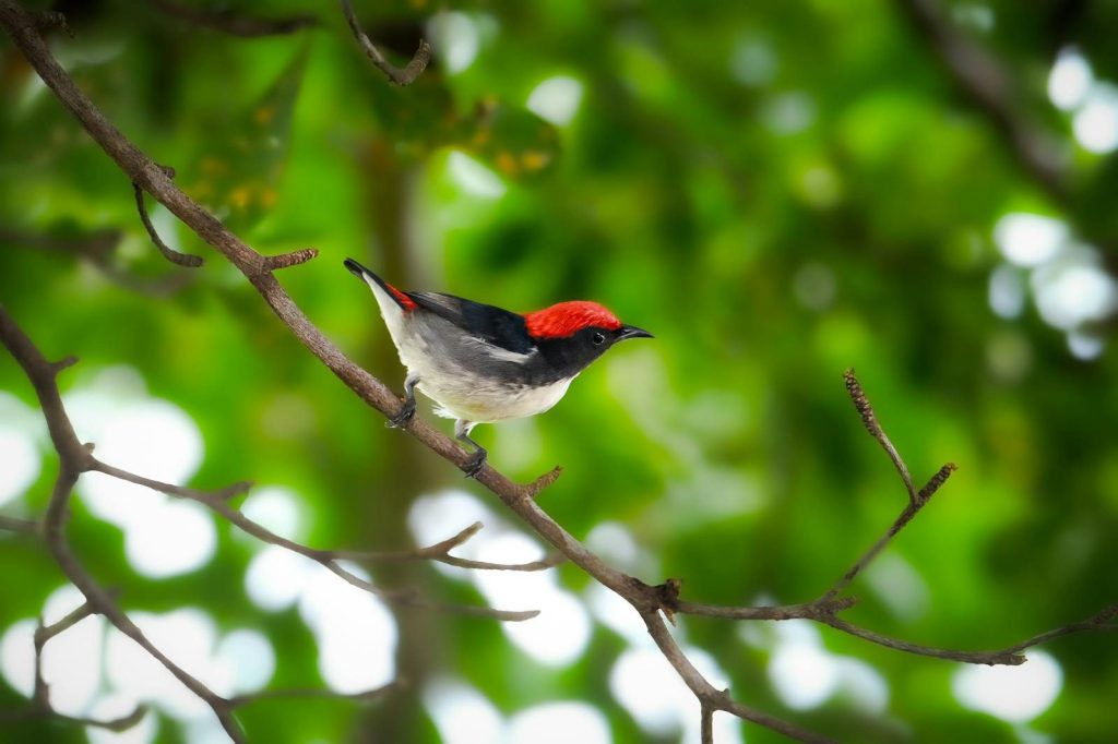 Vivid black and red bird resting on a branch amidst green foliage.