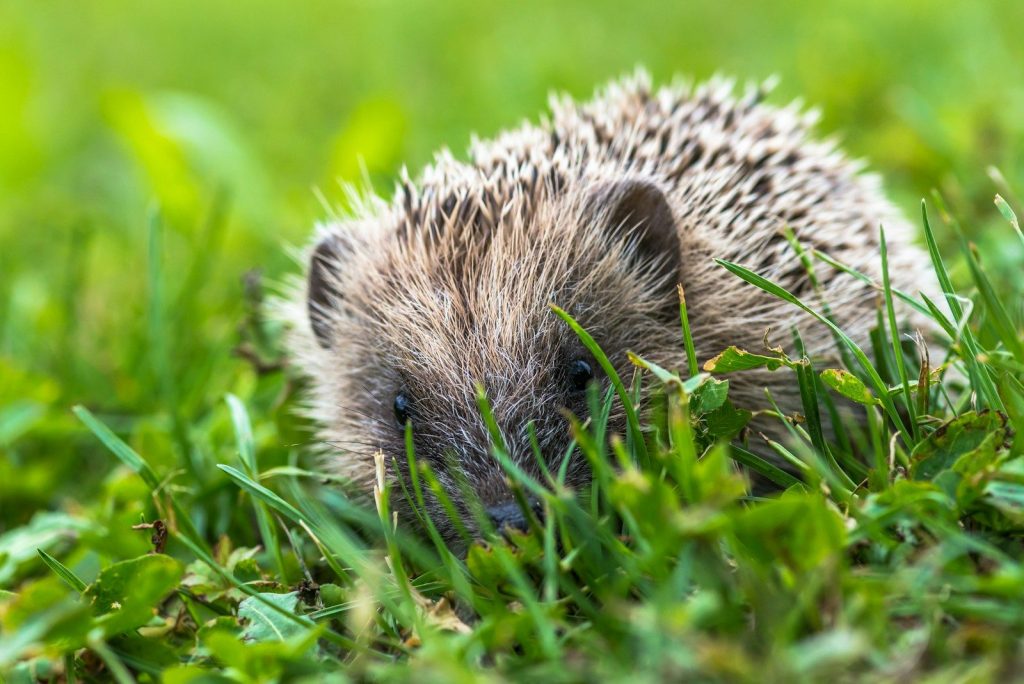 a hedgehog in the grass