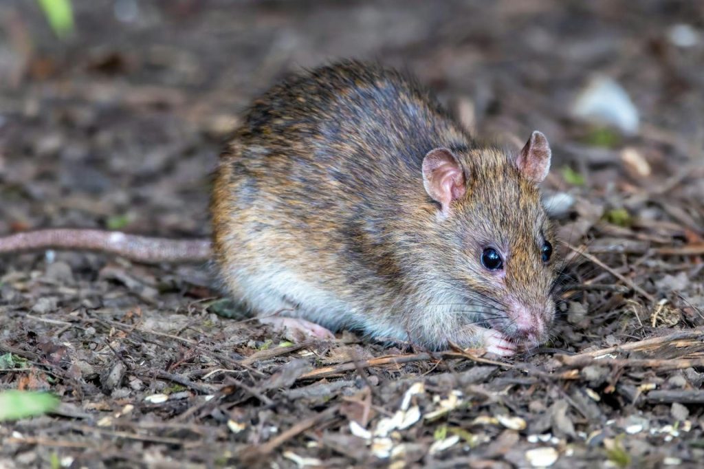 Detailed close-up view of a brown rat foraging in a forest setting, showcasing its natural habitat.
