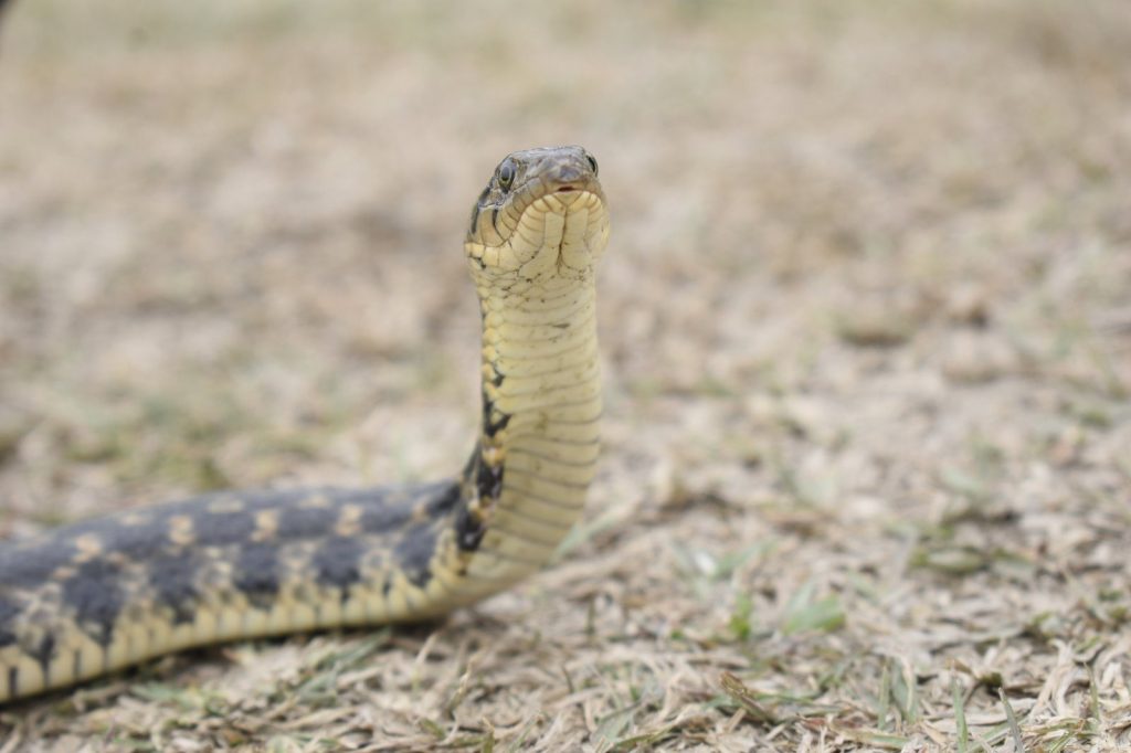 Detailed view of an Eastern Garter Snake in its natural habitat, captured outdoors in West Bengal, India.