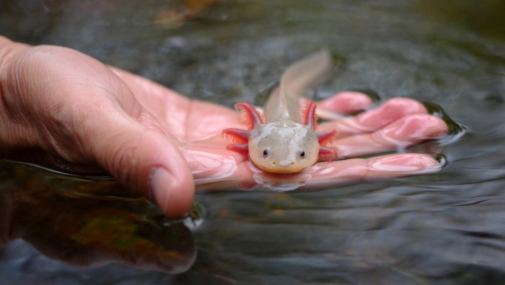 A close-up view of a hand holding an axolotl in clear water, showcasing unique details.