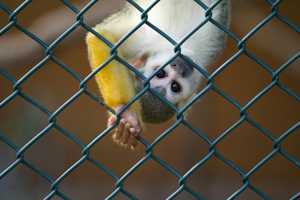 A lively squirrel monkey hangs upside down from a chain-link fence, showcasing its agility.
