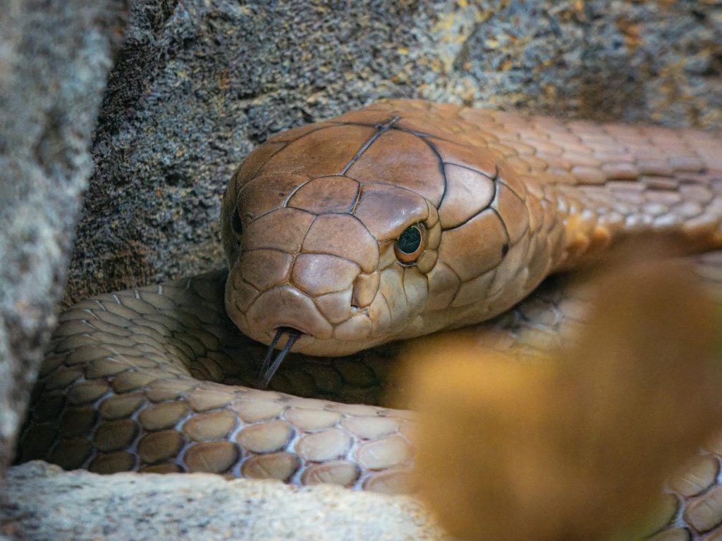 Intense close-up of a king cobra with distinct scales and piercing eyes, showcasing nature's beauty.