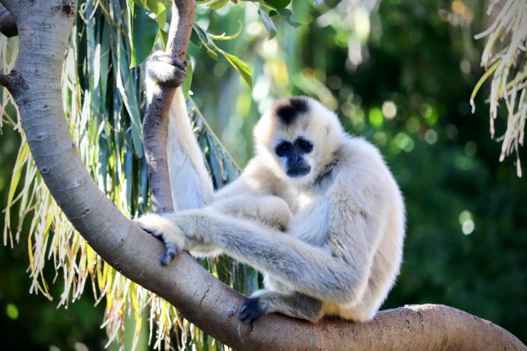 A gibbon monkey rests on a tree branch surrounded by lush green foliage.