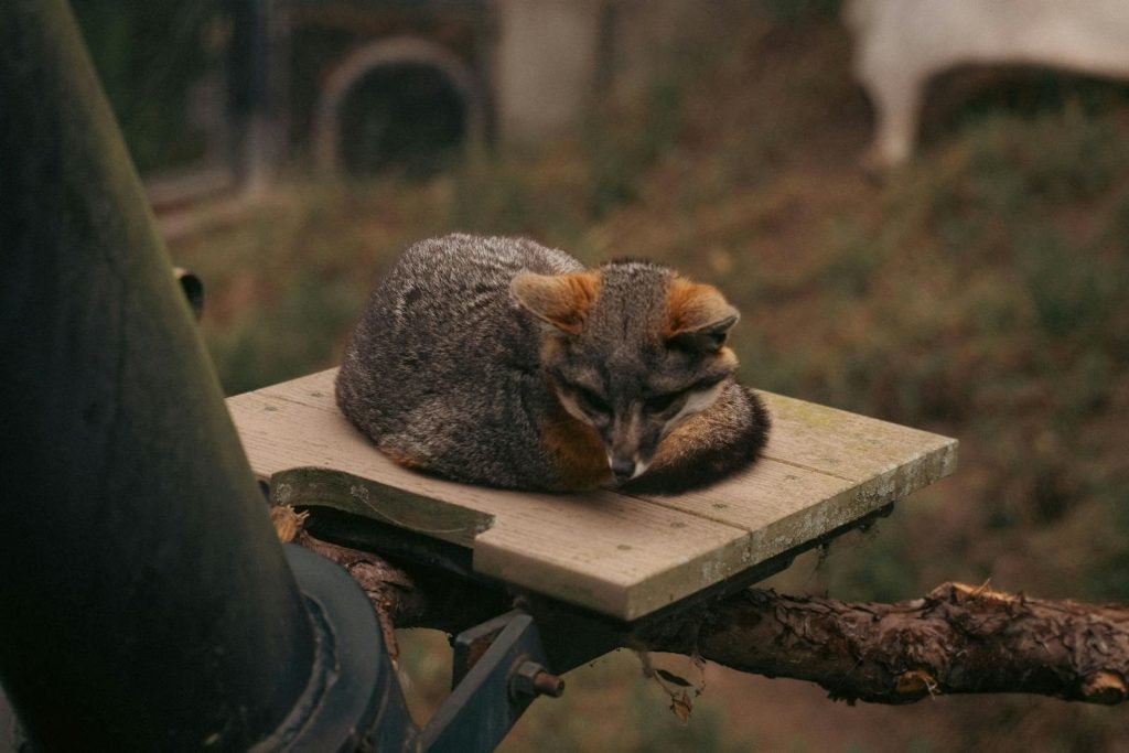 A serene gray fox rests on a wooden platform outdoors, blending with the natural environment.