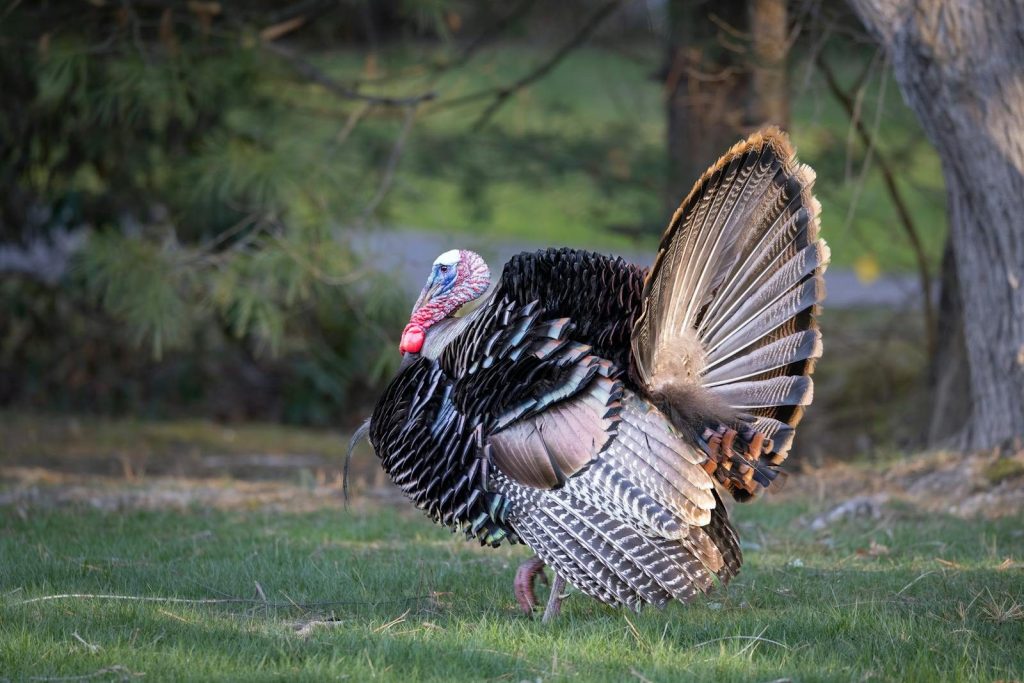 A wild turkey displaying its feathers in a natural setting in Southborough.