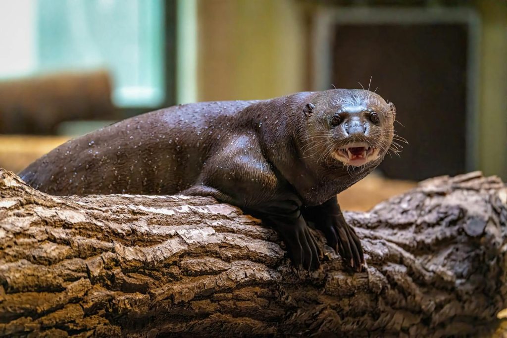 River otter resting on a log, showcasing playful behavior in a natural habitat setting.