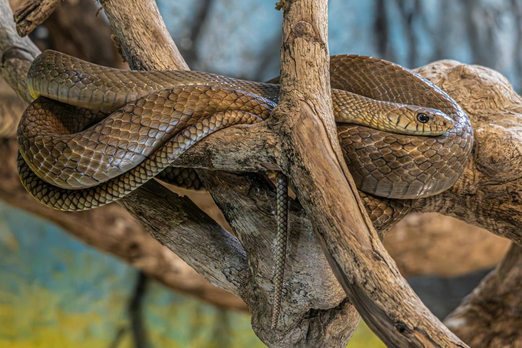 A detailed image of a snake coiled on a branch, showcasing its scaly texture and natural habitat.