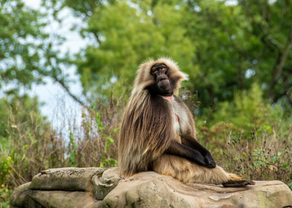 Gelada baboon sits regally on a rock surrounded by lush greenery in a natural habitat.
