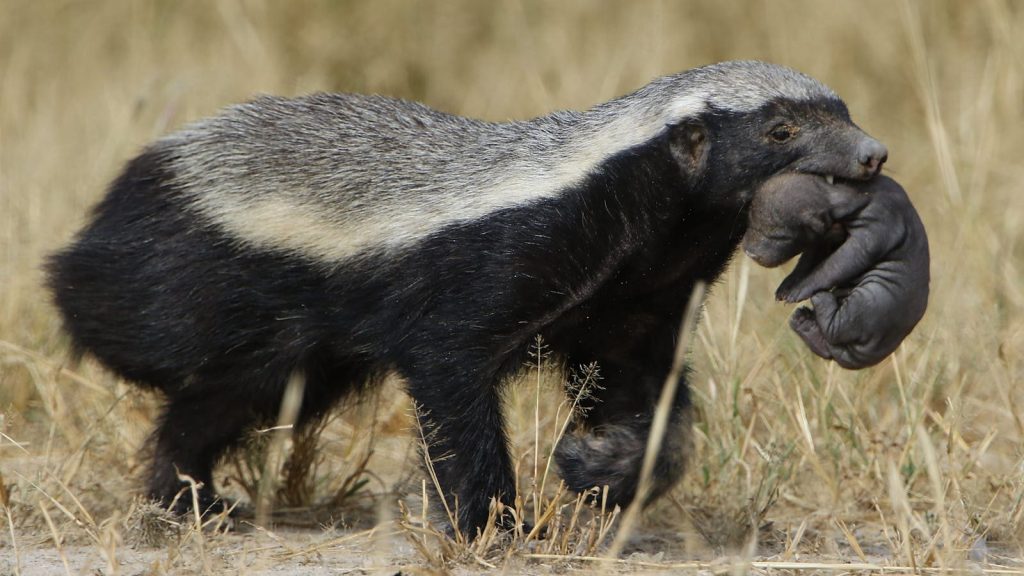 Honey badger carrying its cub through the grasslands of Kgalagadi Transfrontier Park.