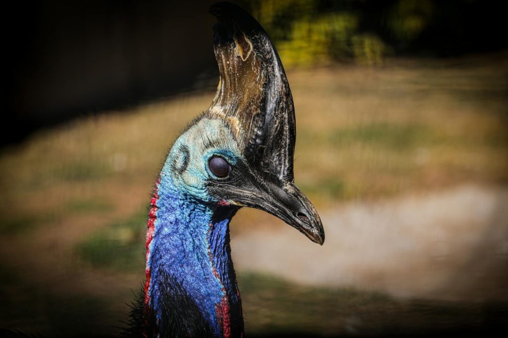 Detailed headshot of a vibrant Southern Cassowary showcasing its unique casque and colorful plumage.