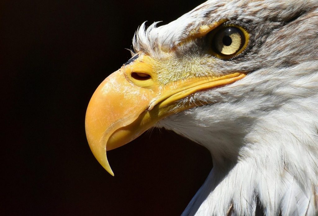 eagle, bald eagle, bird, nature, raptor, birds of prey, beak, wild bird, wildpark poing