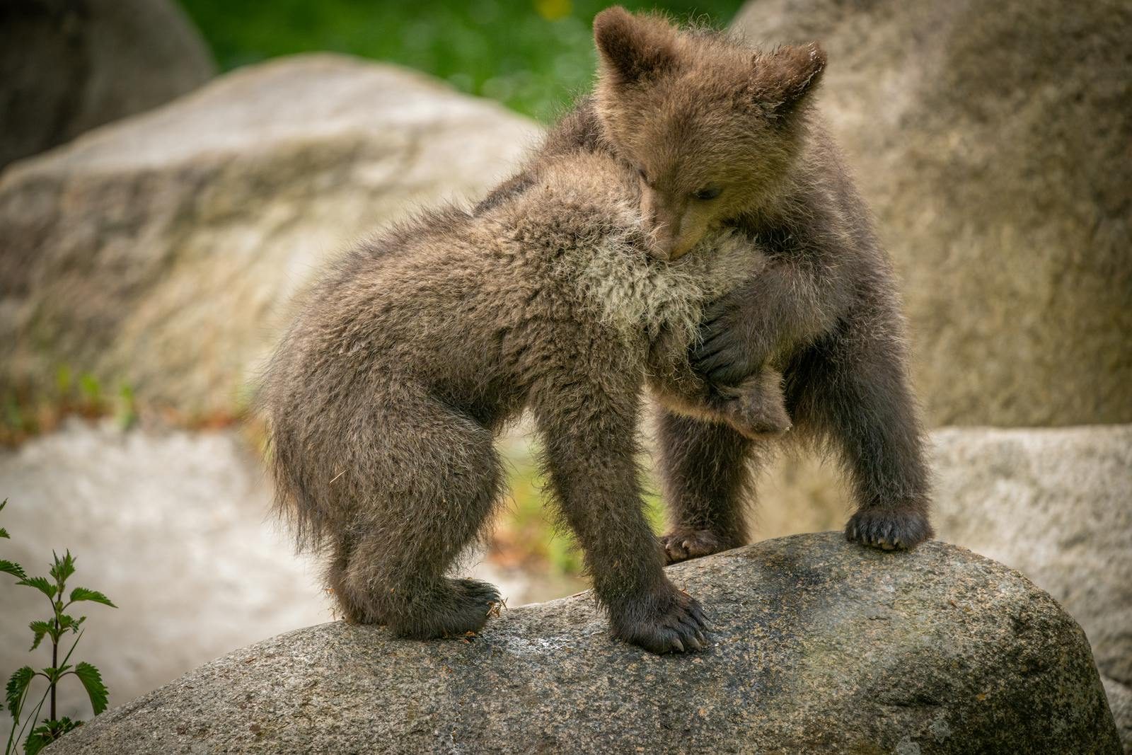 Two playful brown bear cubs interacting on a natural rock in a forest setting.