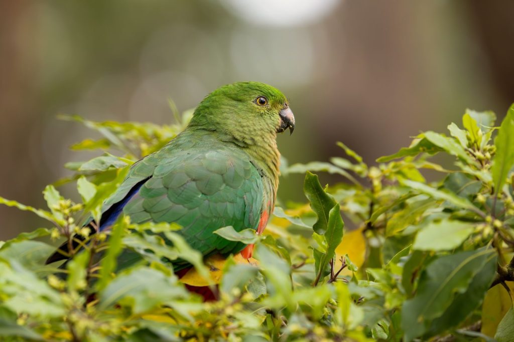 Close-up of a colorful King Parrot perched among green leaves in Jervis Bay, Australia.