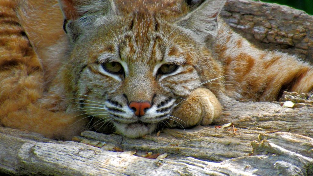 A close up of a cat laying on a log