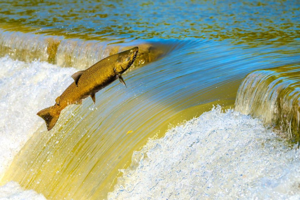 A salmon jumps over a cascading waterfall in a vibrant outdoor scene.