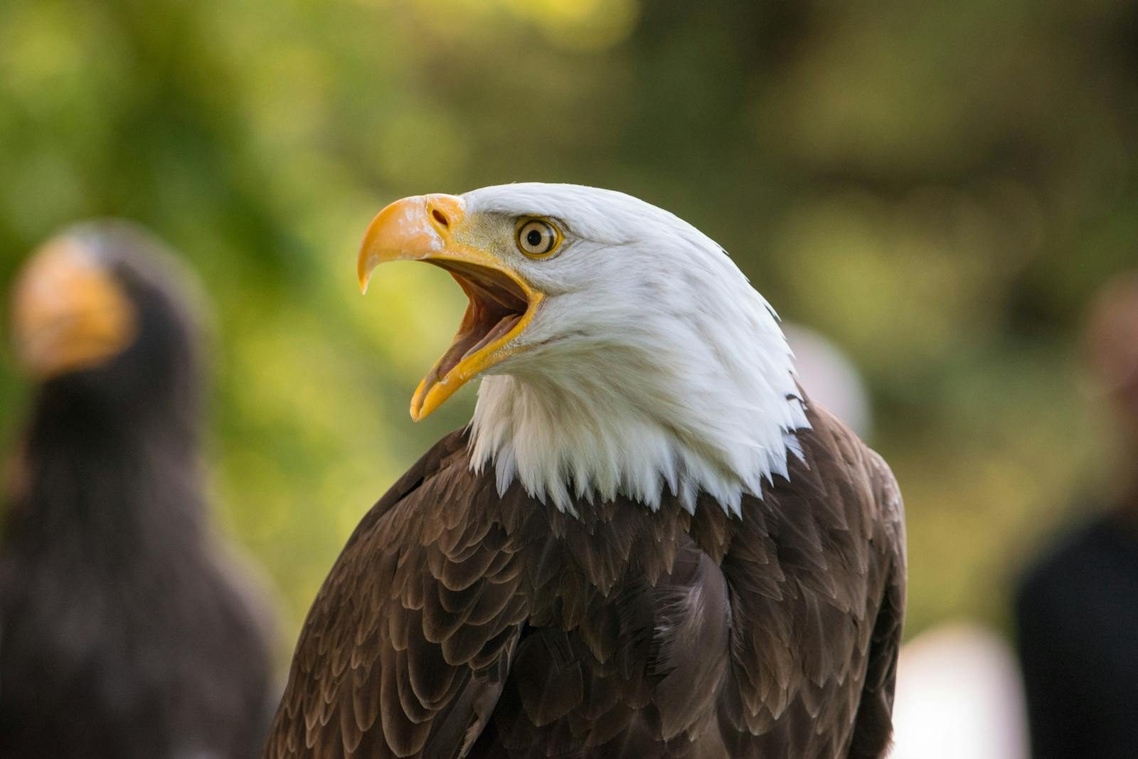 A close-up of a bald eagle with open beak, showcasing its striking features in a natural setting.