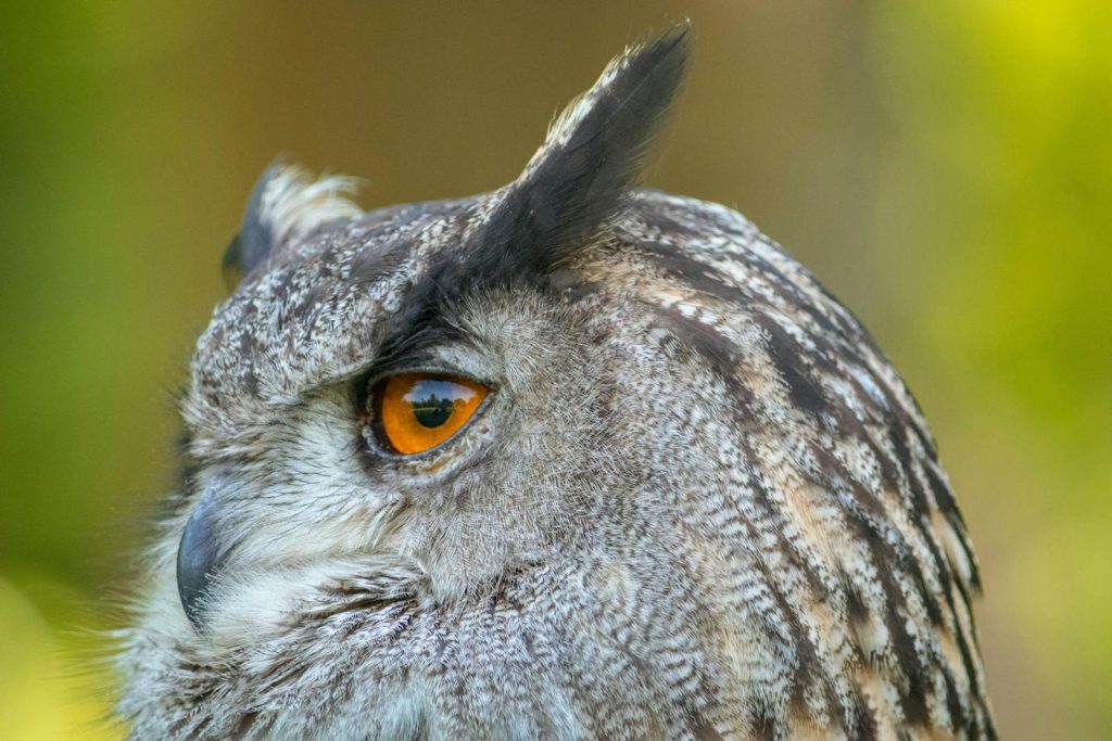 Stunning close-up of a Eurasian eagle-owl's eye and plumage in Italy's natural setting.