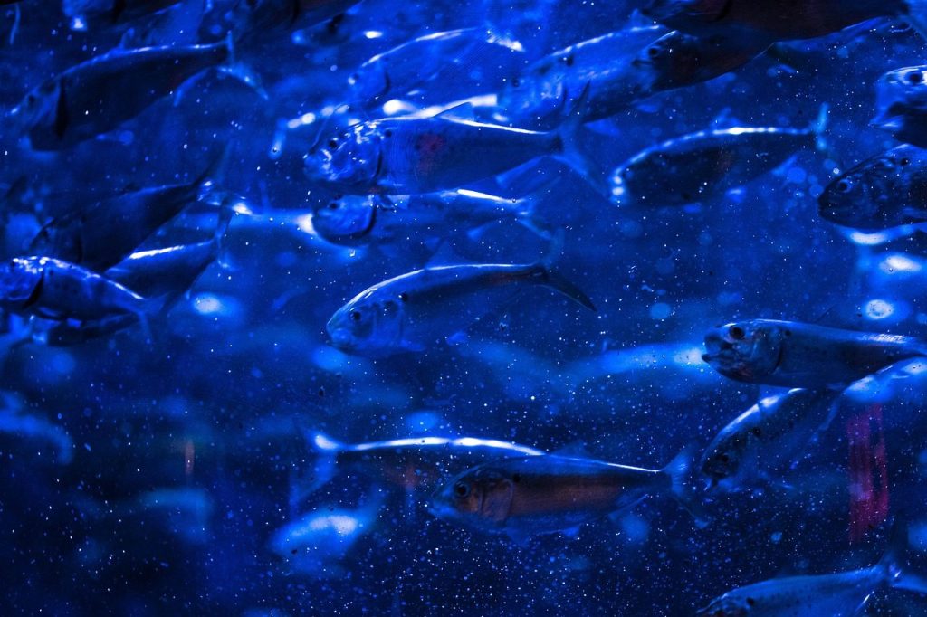school, fish, menhaden, aquarium, marine, shoal, nature, aquatic, underwater, blue school, blue fish