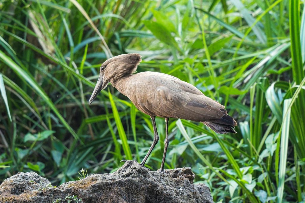 A graceful hammerkop bird perches on a rock amidst lush, vibrant green foliage.