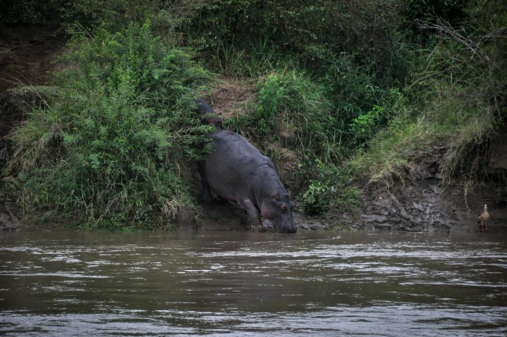 A hippo approaches a river under lush greenery, showcasing African wildlife.