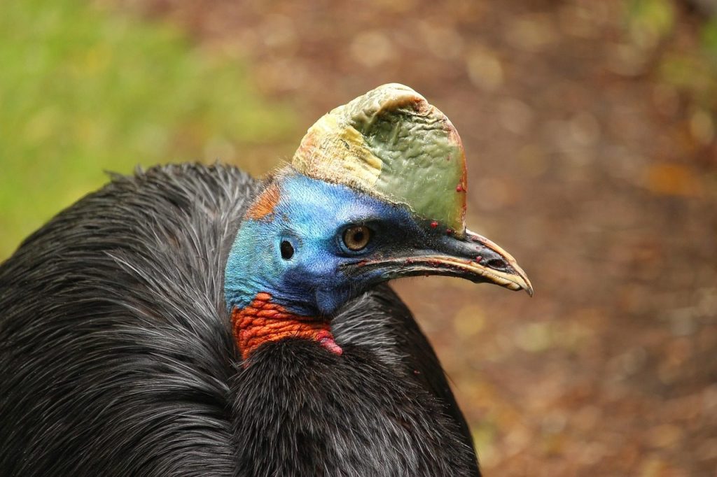 rothalskasuar, einlappenkasuar, nature, bird, urkiefervogel, cassowary, papua new guinea