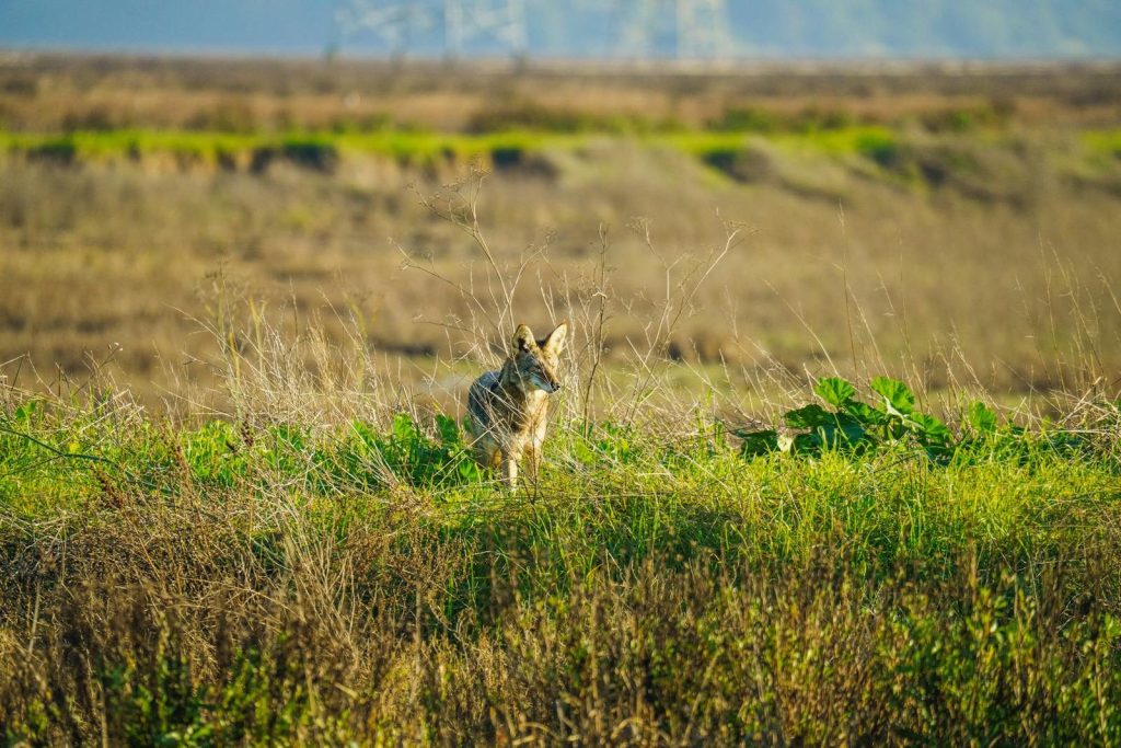 Coyote in its natural habitat, surrounded by wild grass and open fields in daylight.
