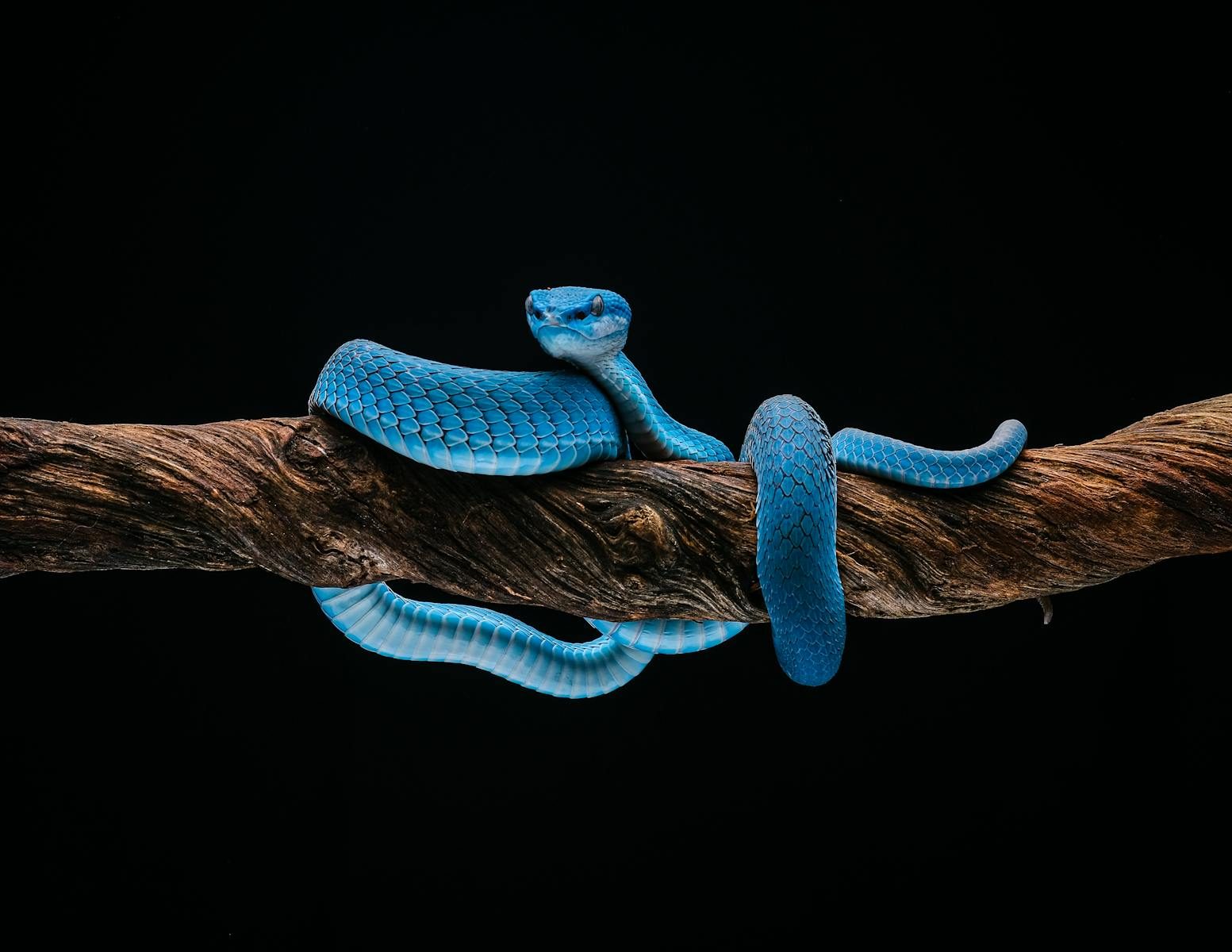 Stunning close-up of a bright blue viper coiled on a tree branch against a black background.