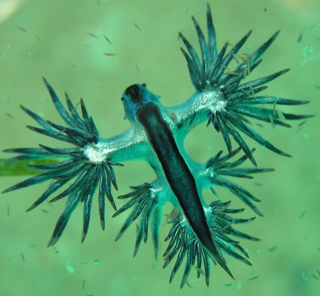 Blue Dragon Sea Slug