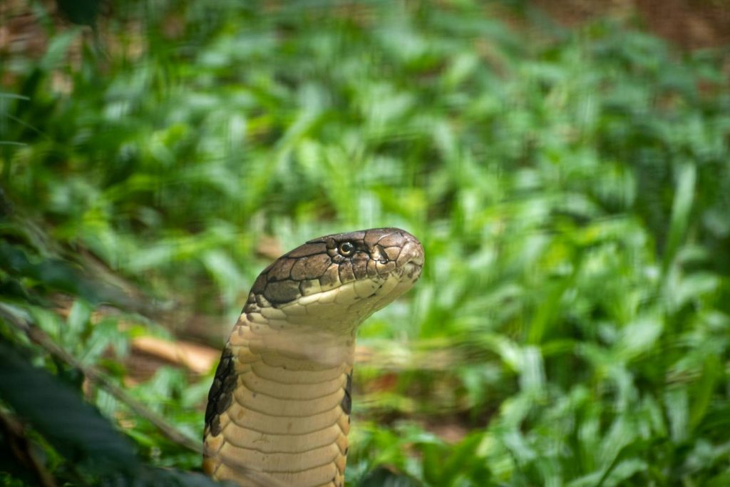 A majestic King Cobra in its natural habitat, amidst lush greenery, showcasing its striking features.