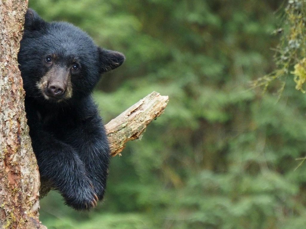 Charming black bear cub peeks from behind a tree in Alaska's lush forests.