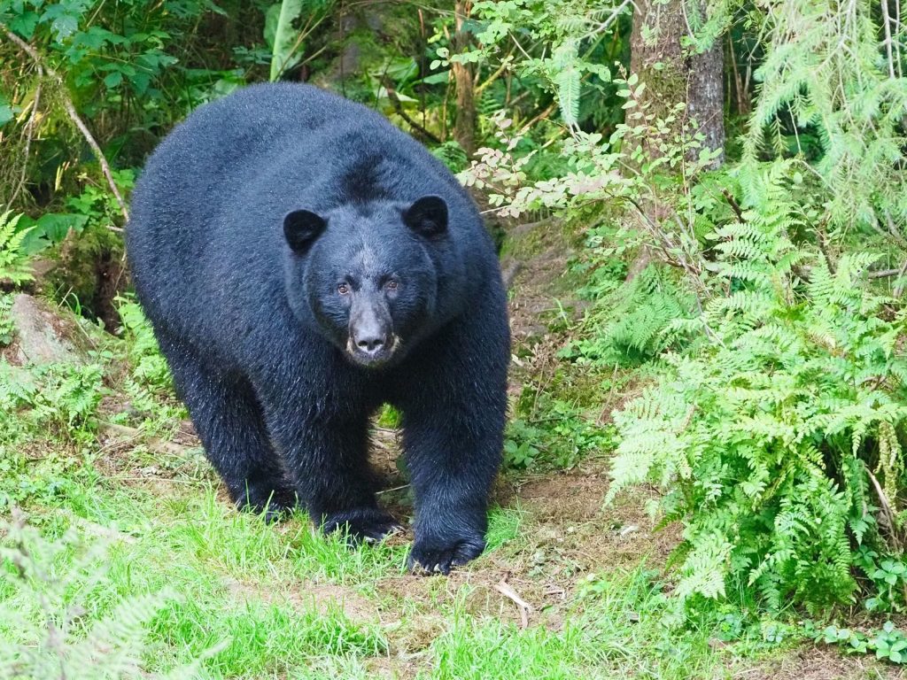 Close-up of a black bear in the lush forests of Wrangell, Alaska.