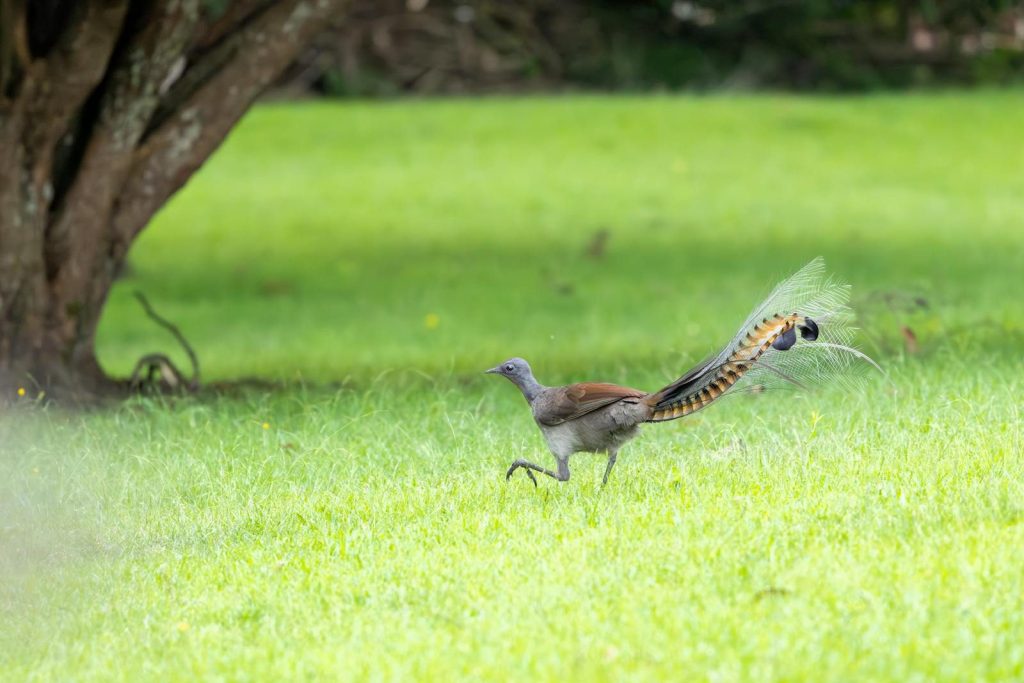 Captivating image of a superb lyrebird displaying its magnificent tail feathers in Appin, Australia.