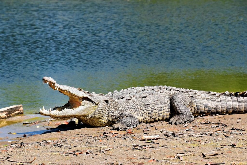 A crocodile rests on the sandy shore of a river in Puerto Vallarta, Jalisco, Mexico.