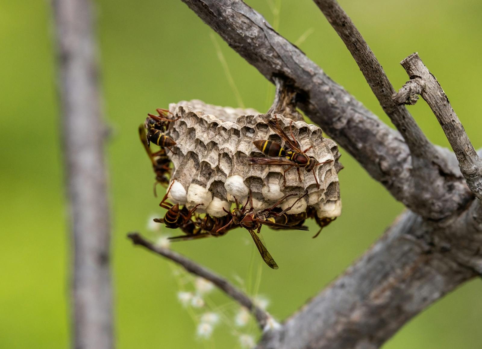 Close-up of a paper wasp nest on a tree branch with wasps visible.