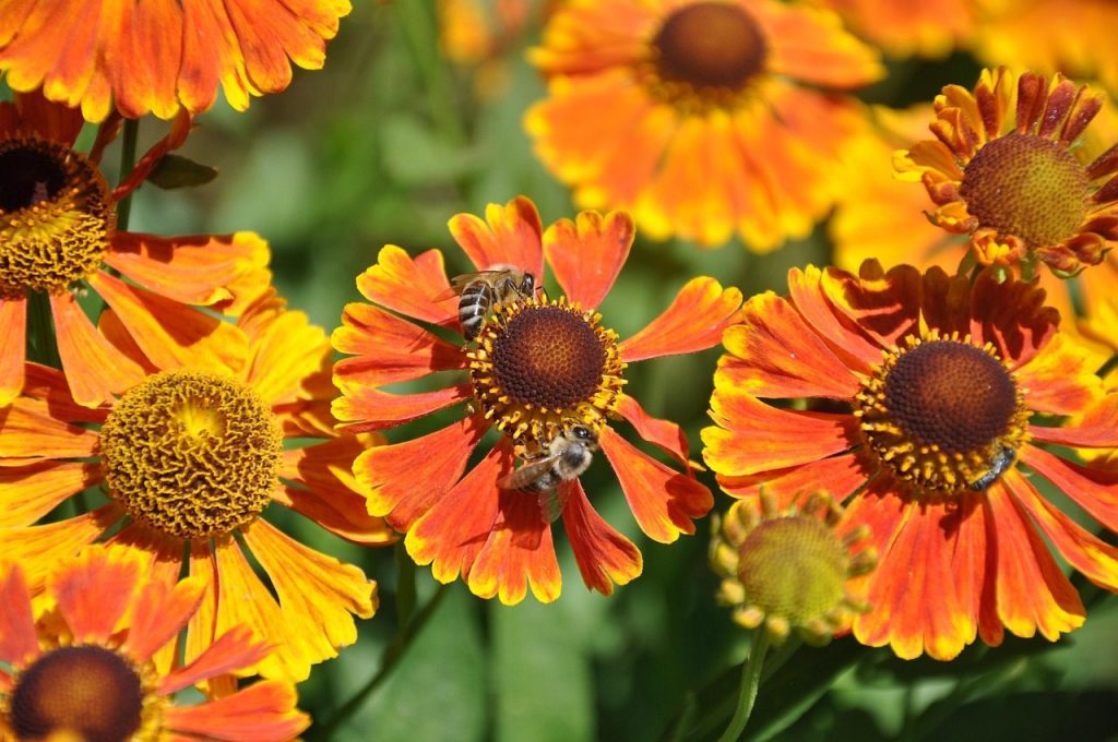 cz, district nachod, ždárky, gardens, bees on flowers