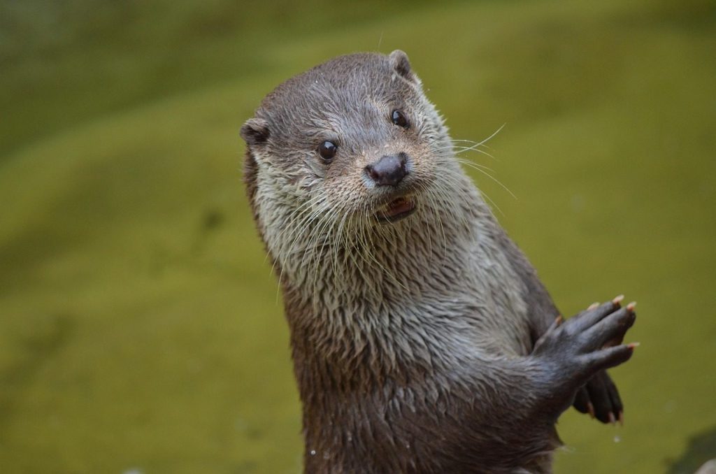 otter, cute, nature, animal