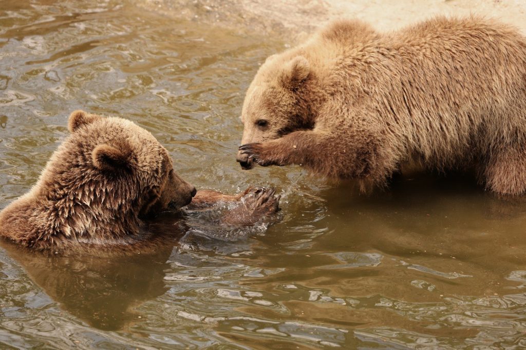 Two young brown bears playfully interacting in a natural watering area.