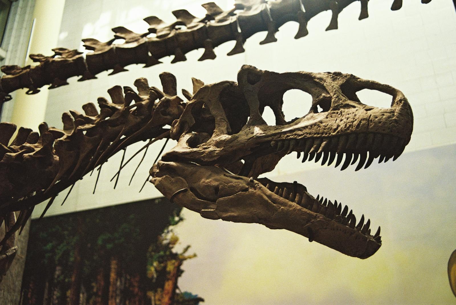 Close-up of a dinosaur fossil in a museum exhibit, showcasing detailed bone structure.