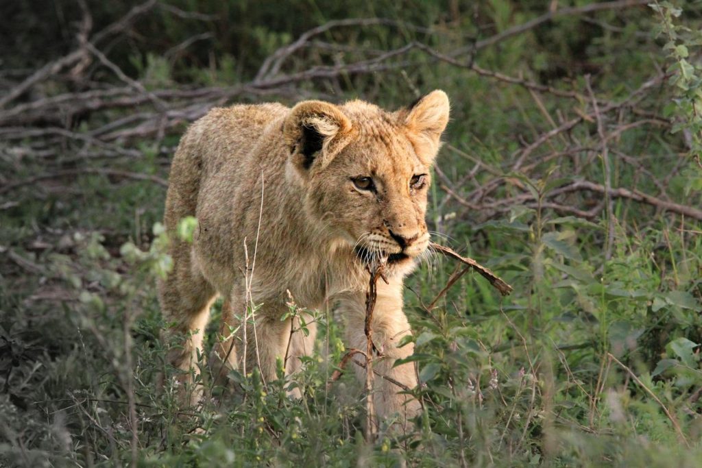 A lion cub exploring the wild terrain of Kruger National Park, showcasing nature's beauty.