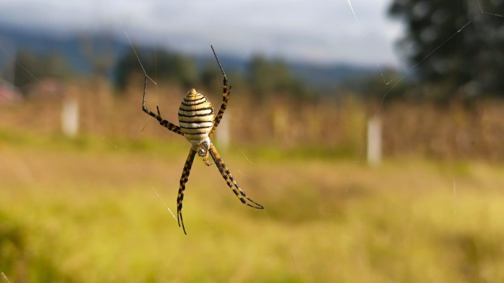 Detailed image of a wasp spider on its web against a blurred natural backdrop.