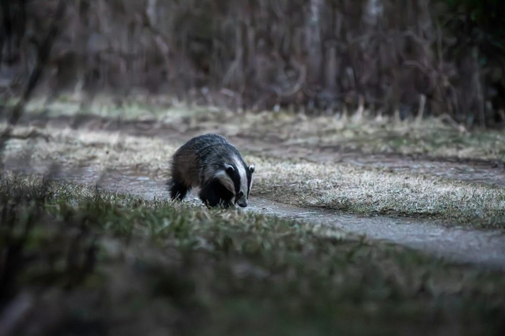 A European badger (Meles meles) traverses a forest path at night during spring.