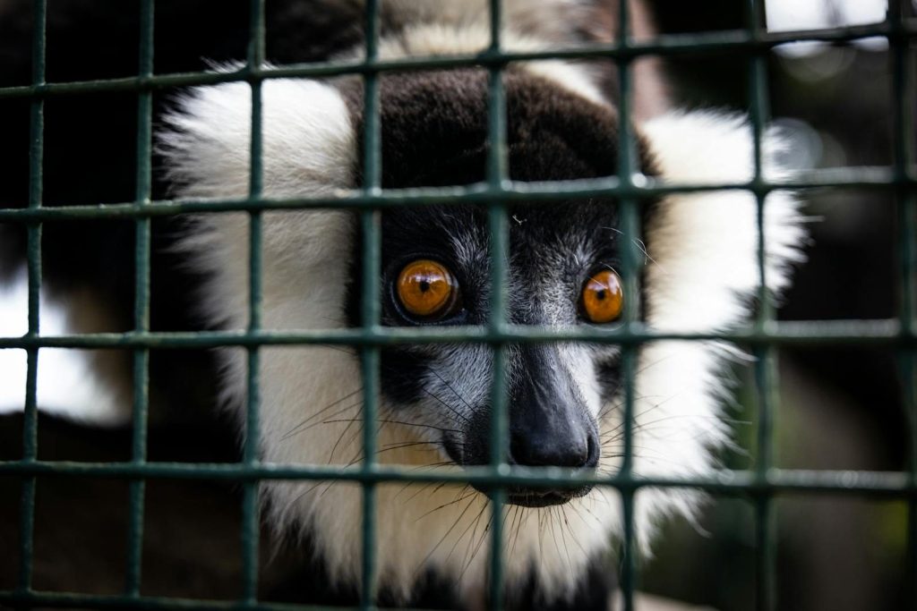 Close-up of a black-and-white ruffed lemur's face behind a cage, showing its vibrant eyes.