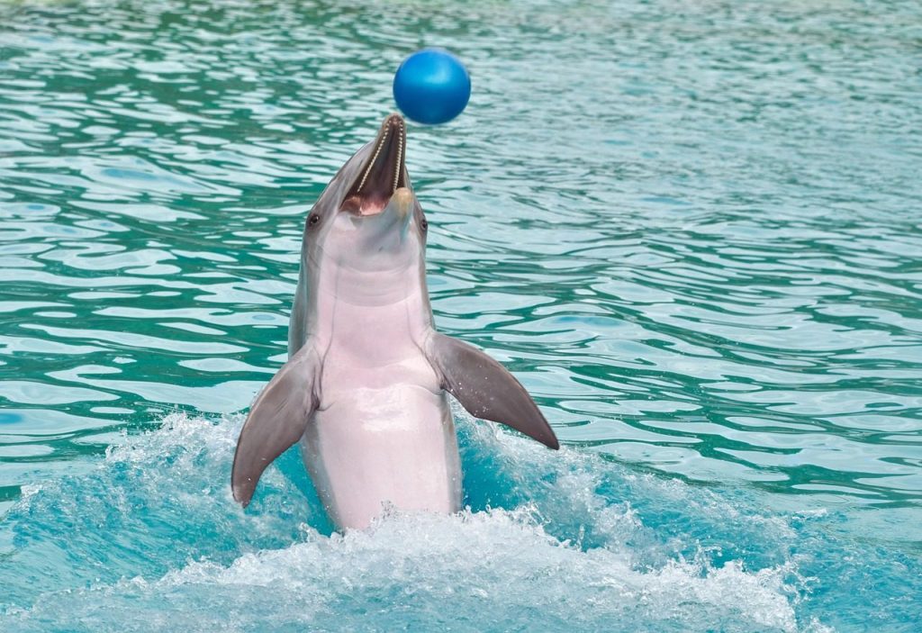 dolphin, ball, play, happy, water, marine mammal, cetacean, animal, blue, nature, swim