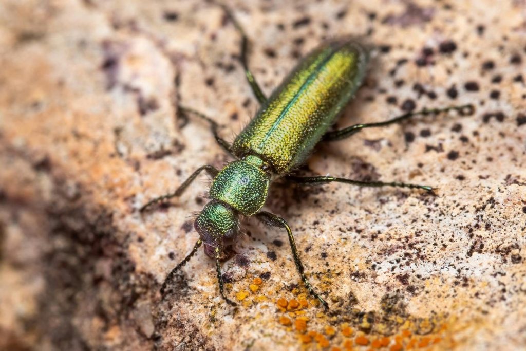 Detailed macro shot of a jewel beetle with iridescent shine and textured exoskeleton.